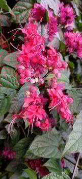 A bunch of pink flowers with green leaves photo