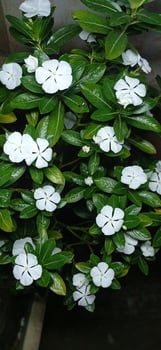 Nature Quiet Poetry plant with white flowers in a pot photo
