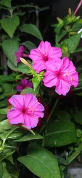 Pink flowers in the garden photo