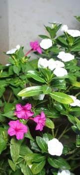A plant with white and pink flowers in a pot photo