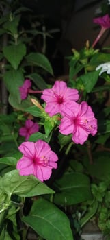 The Secret Life of Gardens Pink flowers in a garden with green leaves photo