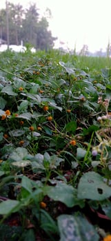 A field of green plants with yellow flowers photo