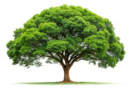 Strong and beautiful tree with a wide, leafy crown against a pure white backdrop, symbolizing life and nature photo