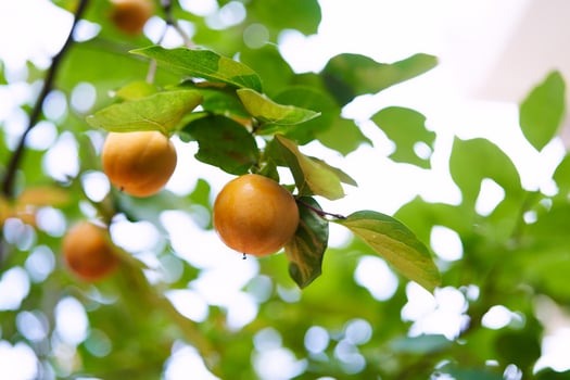 Yellow persimmon hanging on the green branches of a tree in the garden photo