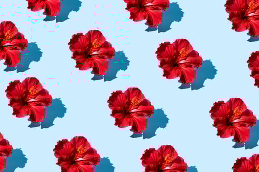 Vibrant Red Hibiscus Flowers on Light Blue Background photo