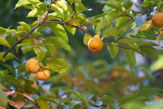 Orange persimmon ripens on a green tree under sunlight photo