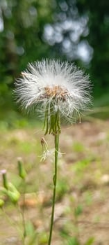 Soft Dandelion in Summer Field for Smartphone Wallpaper. A delicate dandelion stands tall amidst the blurred greens of a summer field. photo