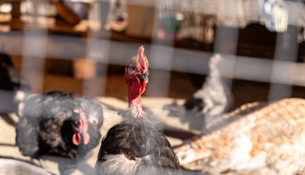 A turkey is standing in a cage with other birds photo