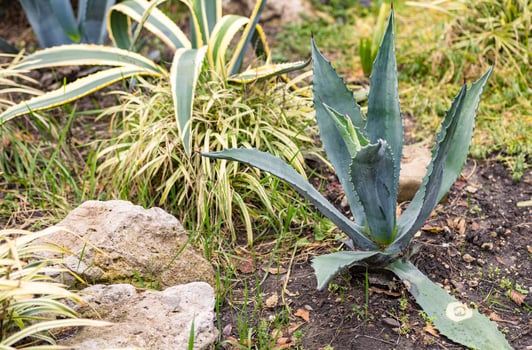 A plant in a garden with rocks and grass photo