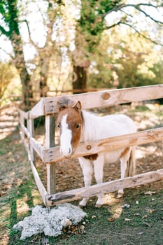 Small pony with a brown head peeks out from behind a wooden fence on a ranch photo