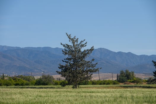 Lone pine tree stands resilient against a backdrop of rolling mountains and clear blue skies on a sunny afternoon photo