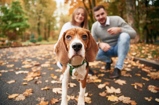 Focused ,portrait of pet. Lovely couple are with their cute dog outdoors photo