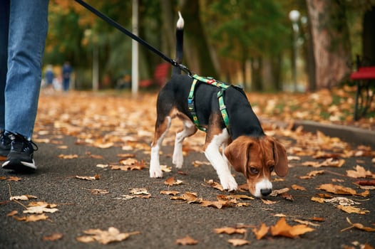 Having a walk. Close up view of cocker spaniel dog on a leash, woman in the park photo
