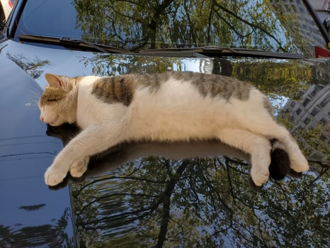 Cat sleeps atop black car bonnet with blurry reflections of tree foliage photo