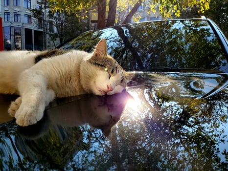 Street cat sleeps atop car bonnet with blurry reflections of fall tree foliage photo