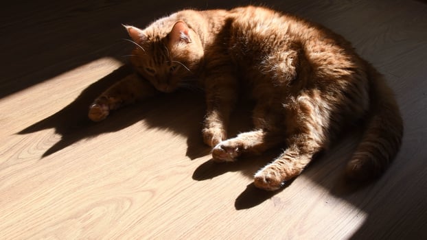 Dark shadow of red cat trying to sleep on wooden floor photo