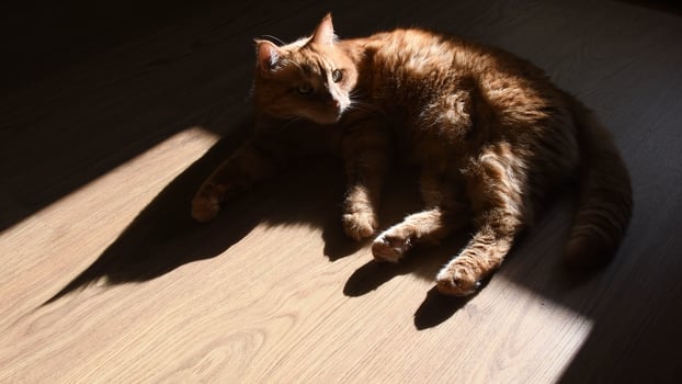 Dark shadow of red cat on floor looking side photo