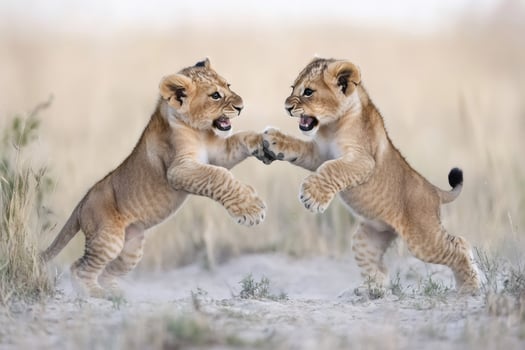 Two lion cubs playing and fighting in the african savanna photo