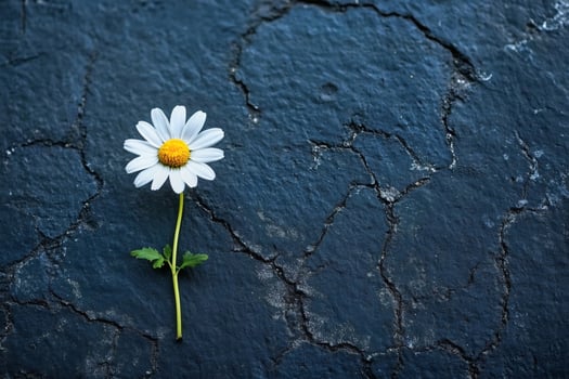 Lonely daisy flower growing on cracked asphalt road photo