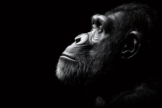 Majestic gorilla contemplating in black and white on dark background photo