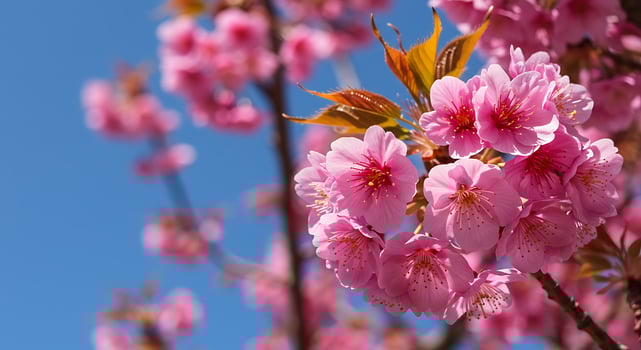 Cherry blossoms in bloom against a blue sky photo
