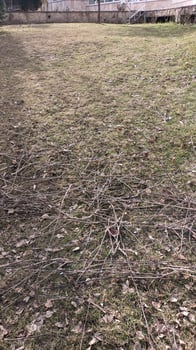 A serene winter landscape featuring twigs, dry grass, and other natural elements photo