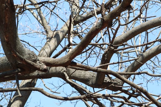 The Intricate, Twisted Branches of a Leafless Tree Stand Out Against a Beautiful Clear Sky photo