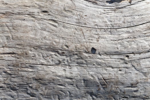 Textured Wooden Surface Featuring Beautifully Detailed Natural Grain Patterns of Wood photo