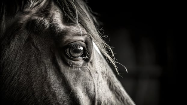 Horses Eye Black and White Close Up Portrait photo