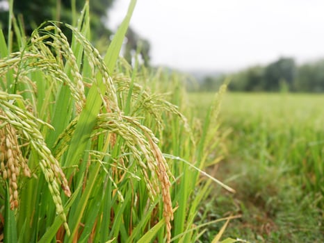 paddy plants that are ready to be harvested photo