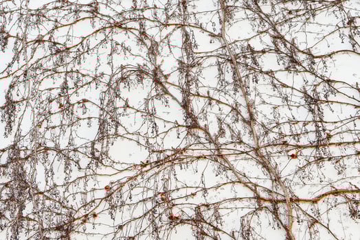 Cream white wall covered with plant stems. photo
