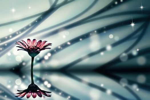 Artistic Macro of a Flower Petal with Sparkling Water Droplets photo