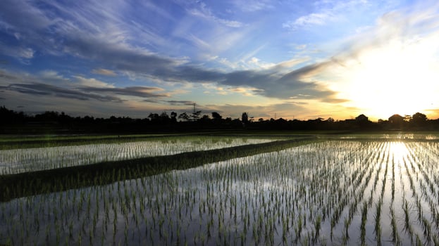 Morning Sunrise Paddy Field View natural background photo