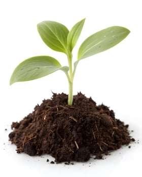 Small Young Plant with Light Green Leaves Centered Photo