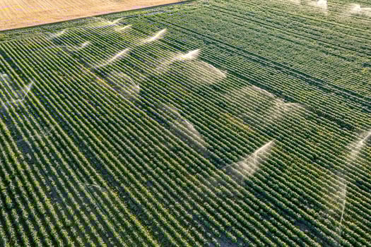 drone aerial view of a summer potato crop field irrigated with sprinklers system, agricultural background texture concept photo