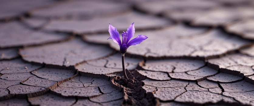 Resilient Purple Flower on Cracked Earth photo