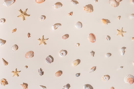 Seashells and starfish with shadows on beige pastel background at sunlight. Summer vacation concept. Nautical pattern. Minimal flat lay with natural shells, sea stars, stones, sea life theme photo