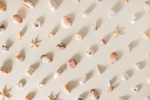Seashells and starfish with long shadows on beige background. Summer concept. Nautical pattern pastel colored. Aesthetic trend layout shells, sea stars, minimal style creative composition photo