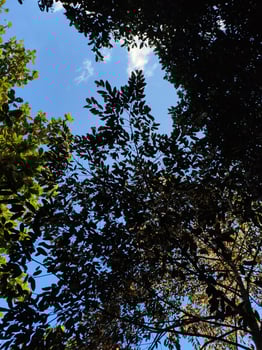 A view of a sky filled with clouds and trees photo