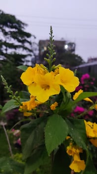 Yellow flower in the garden, Thailand. Campsis stans photo