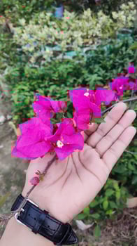 A person holding a pink flower in their hand photo