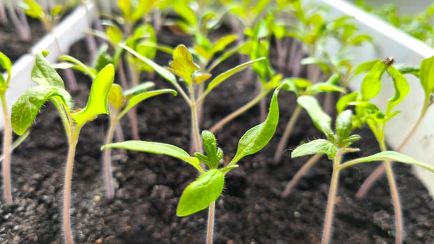 Tomato seedlings in a plastic container on a windowsill. Young plants are waiting to be planted in the soil in the garden. Farming and agriculture concept photo