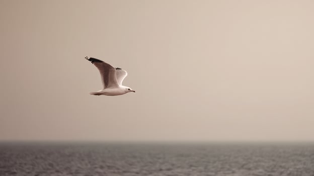 Solitary seagull soaring gracefully over the calm ocean waters at sunset photo