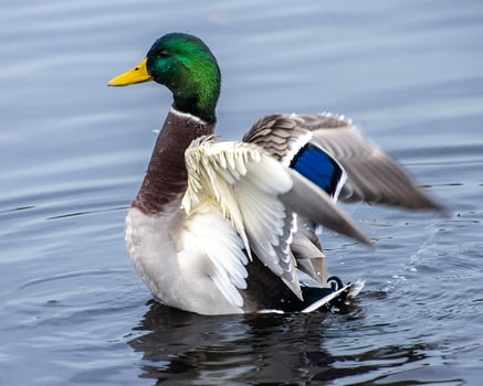 Mallard duck stretching wings in a peaceful pond at sunrise displaying vibrant colors and natural beauty photo