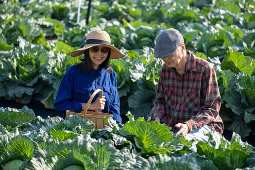 Asian senior couple farmer are picking salad lettuce in field of organics vegetables garden for harvest season and healthy diet food in countryside homestead for longevity and retirement activity photo