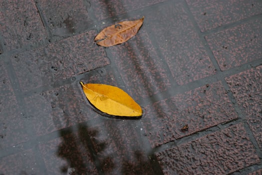 Autumn leaves lie calmly on wet brick surface, reflecting light photo