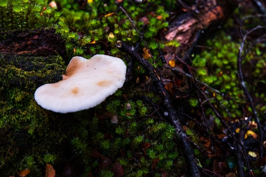 white flat mushroom photo