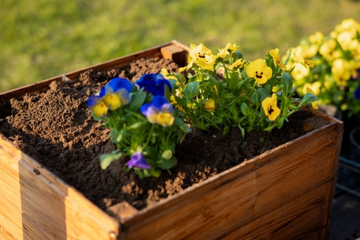 A wooden planter box filled with soil holds vibrant blue and yellow pansies. The blurred grassy background emphasizes the flowers and rich brown soil. photo