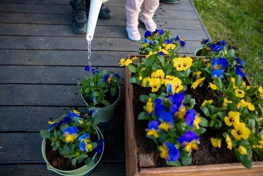 A child in pink pants and colorful shoes waters potted yellow and blue flowers on a wooden deck. A patch of grass is visible in the background. photo