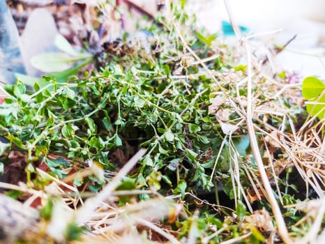 Closeup of lush green thyme mixed with dry straw. Represents natures cycle, growth, herb gardening, resilience. Ideal for eco, wellness, and food content. photo
